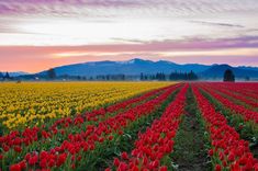 a field with red and yellow tulips in the foreground, mountains in the background