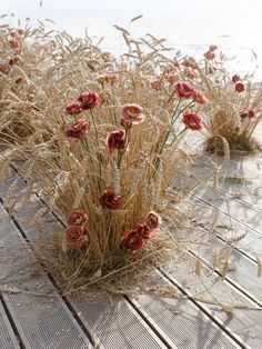 some very pretty flowers on the side of a wooden platform by water and grass in the foreground