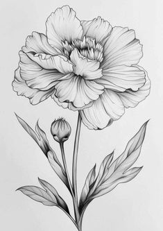 Pretty Flower Drawing, Flower Drawing Ideas, Floral Sketches, Wildflower Drawing, Printable Flower Coloring Pages, Transparent Watercolor, Free Drawing, Beautiful Flower Drawings, Drawing Guides