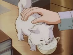 a person washing a white cat with a bowl in front of them on a counter