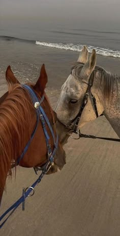 two horses are standing on the beach and one is biting another horse's nose