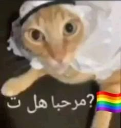 a cat wearing a t - shirt with the word gay written in arabic on it