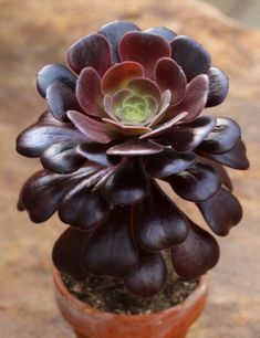 a close up of a small plant in a pot