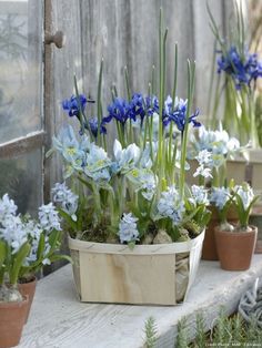 blue and white flowers are in pots on a ledge