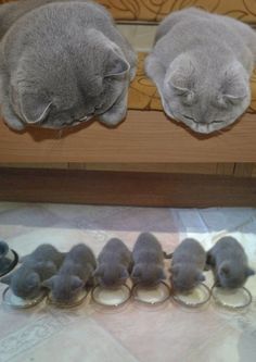 two gray cats sleeping next to each other