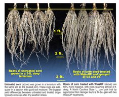 the roots of an unripe corn plant are shown in three different sizes and widths