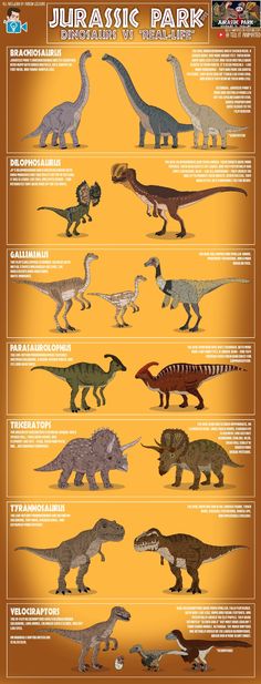 the different types of dinosaurs that are on display