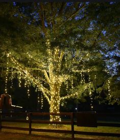 a lighted tree in the middle of a park at night