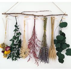 dried flowers hanging from a branch with leaves