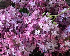 purple lilacs are blooming in the garden