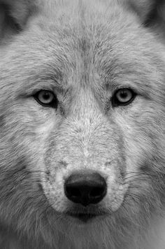 a close up of a wolf's face with blue eyes