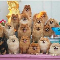 a group of small brown dogs standing on top of a purple shelf next to each other