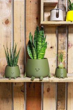 three potted plants sitting on top of wooden shelves