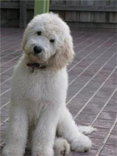 a white dog sitting on top of a brick floor