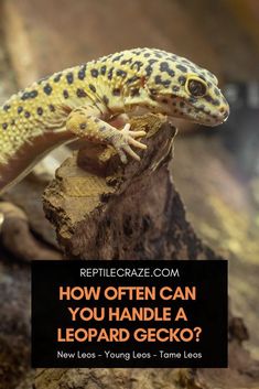 a leopard gecko sitting on top of a tree stump with the words how often can you handle a leopard gecko?