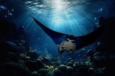 a manta ray swims through the water in front of an underwater coral reef