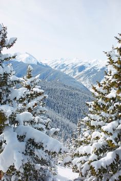 snow covered pine trees with mountains in the background