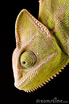 a close up view of a green chamelon's head and neck, on a black background