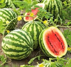 several watermelons are sitting on the ground with green leaves and flowers around them