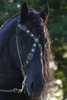 a close up of a horse wearing a bridle with beads on it's face