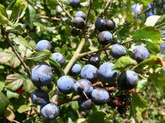 blueberries growing on the branches of a tree