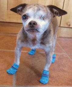 a small dog standing on top of a kitchen floor