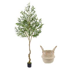 an olive tree in a woven basket next to a potted plant on a white background