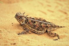 a close up of a small lizard on the ground