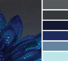 a blue flower with water droplets on it's petals and color swatches for the background