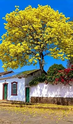 a tree with yellow flowers in front of a white house