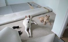 two dogs laying on the floor next to each other in front of a couch and rug