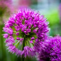 purple flowers are blooming in the garden