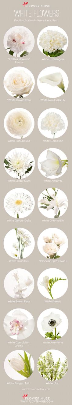 the different types of flowers are shown in this graphic style, and each flower has its own name on it