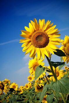 the sunflowers are blooming in the field with blue sky behind them and green leaves