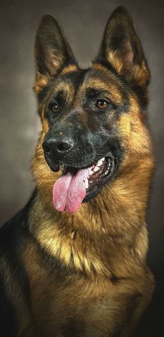 a german shepherd dog with its tongue out and looking at the camera, on a dark background