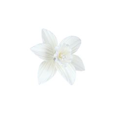 a single white flower on a white background