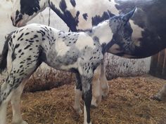 two spotted horses standing next to each other