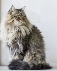 a long haired cat sitting on the floor