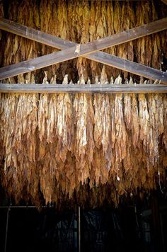 dried meat hanging from the ceiling in a store