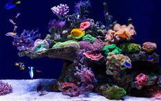 an aquarium filled with lots of different types of corals and sea creatures in it