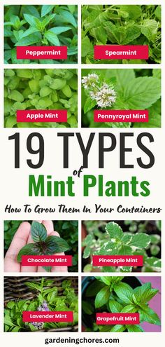 the top ten types of mint plants