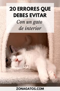 a white cat laying on top of a scratching post with the caption 20 errores que debes evitar con un gato de interior