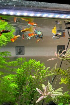 an aquarium filled with lots of different types of plants and fish swimming in the water