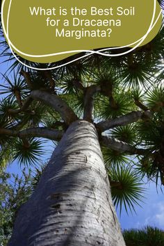 a palm tree with the text what is the best soil for a dracaena marginaa?