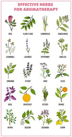 the different types of bitter herbs on a white background