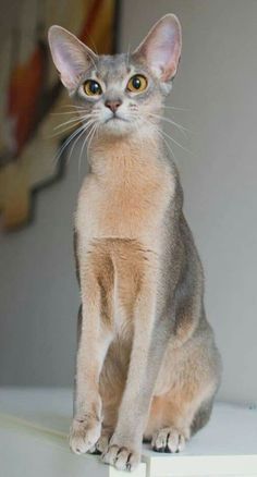 a cat sitting on top of a white shelf