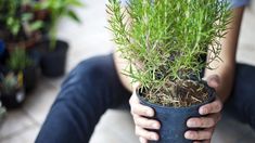 a person holding a potted plant in their hands