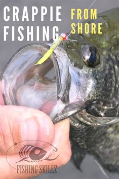 a person holding a fish with the caption crappie from shore on it's tip