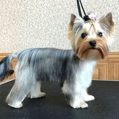 a small gray and white dog standing on top of a black table next to a wall