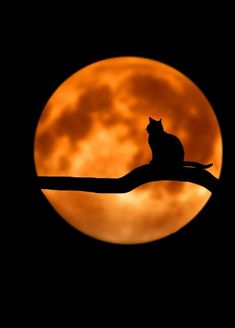 a cat sitting on top of a tree branch in front of a full blood moon